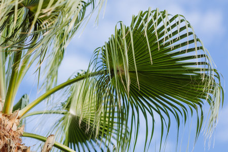 Green palm tree leaves against blue sky. High quality photoの写真素材