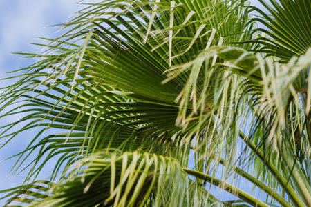 Close view of big green palm trees and blue sky, concept of tropical background. High quality photo