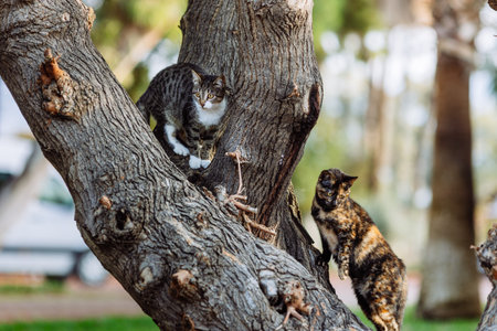 Two cats climbed up on a tree afraid of a dog. High quality photoの写真素材