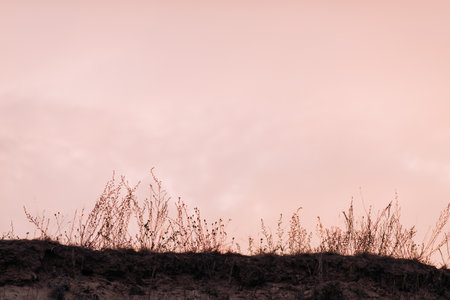 Grass stems against wonderful peach sunset sky. calm natural background. High quality photo