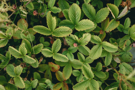 Field of wild strawberries, view from above, green leaves with small berries. High quality photo