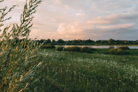 Beautiful natural panoramic countryside landscape. High green grass and bushes in nature under...