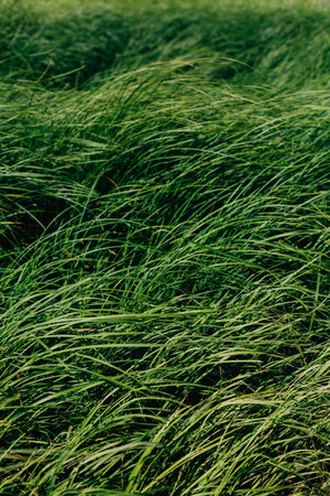 Fresh high green grass texture background. High quality photo