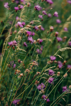Natural background with summer field, grass stems and purple wildflowers on blurred background. High...