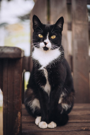 Beautiful black and white street cat with white paws sits on a bench in summer park and looks at camera, cat sit still as a statue. High quality photoの写真素材