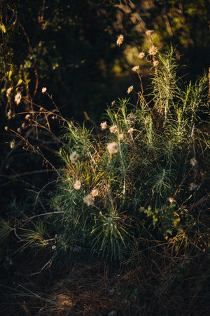 Selective focus on dry stems of grass in evening light, close up. High quality photoの写真素材