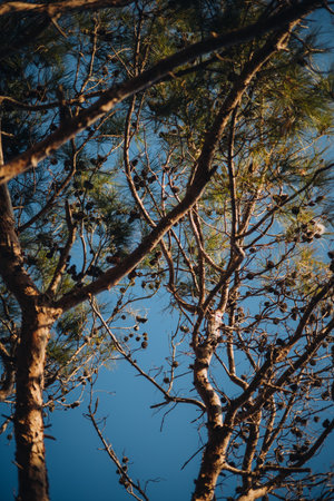 Close up of pine tree branches rising to the sky in sunset light. High quality photoの写真素材