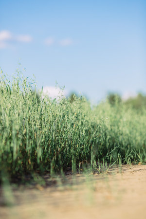Selective focus on straws of green oats in medium plan of the photo, foreground is blurred, creative focus, calm tender background. High quality photoの写真素材