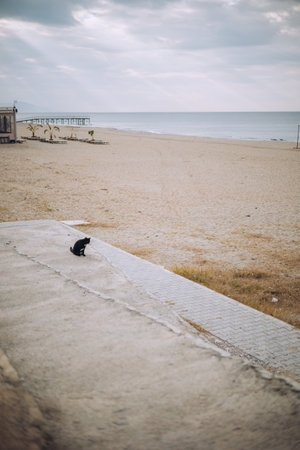 Abstract photo of seashore in a cloudy day, black cat is watching after everybody, cat in the corner of photo, sand sea and sky. High quality photoの写真素材