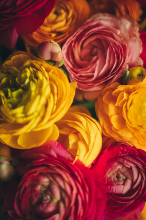 Tender flower background, soft focus on colourful buds of flowers in yellow and rose, ranunculus bouquet close up. High quality photoの写真素材
