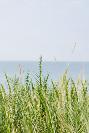 Fresh green grass in front of pale blue sea and cloudless sky, peaceful seascape, Natural background in pastel colors,の写真素材