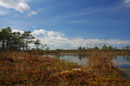 Beautiful bright picture of a little lake in the swamp shot on a hot sunny summer day.