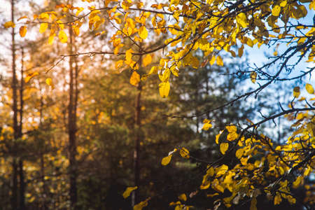Bright yellow autumn leaves on a blurred pine tree background.