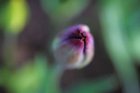 Fresh dark purple tulip about to bloom in shallow depth of field on a green and grey blurred backgroundの写真素材