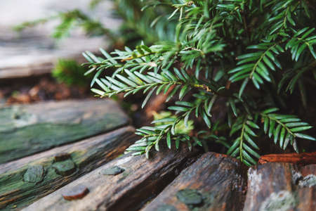Close up of outdoor decoration made of wooden detail and green branchesの写真素材
