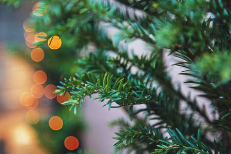 Close up of a green tree branch with blurred out lights on background. Horizontal.の写真素材