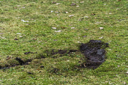 Deep trail left by car tire on a dried uneven lawn