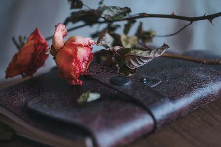 Two dried roses in tender coral pink color laying on an old travellers notebook in dark chocolate brown chapped leather cover on a wooden table surfaceの写真素材