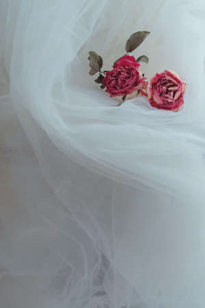 Two dried pink roses on creamy white veil background. Vertical with copy space.の写真素材