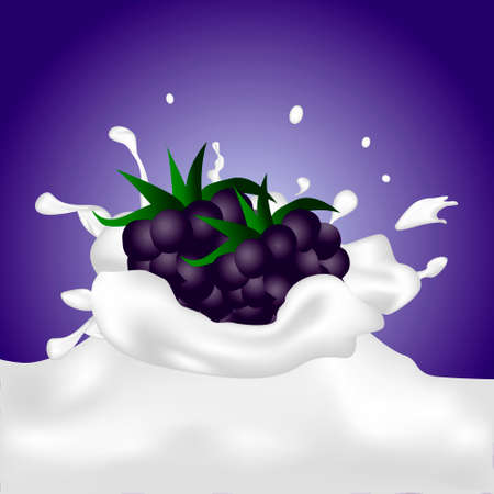 Blackberries falling into the milky splash. Vector illustration.のイラスト素材