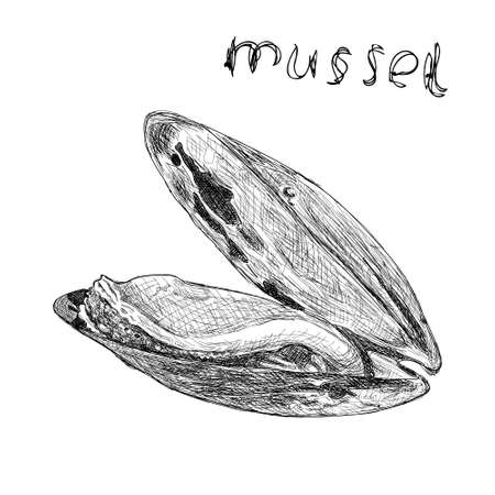 Illustration of highly detailed hand drawn mussels isolated on whiteのイラスト素材