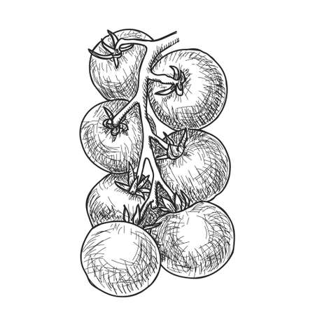 Hand drawn sketch of ripe cherry tomatoes on branch.のイラスト素材