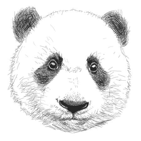 Hand drawn portrait of Panda. Black and white vector doodles isolated on white background. Sketch for tattoo, poster, print or t-shirt. Relaxing coloring book for adult and older children.のイラスト素材
