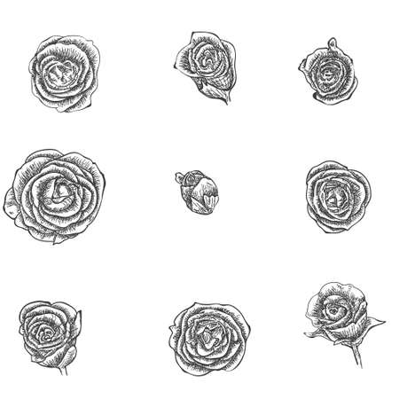 Flowers set. Hand drawn rose vector, etch styleのイラスト素材
