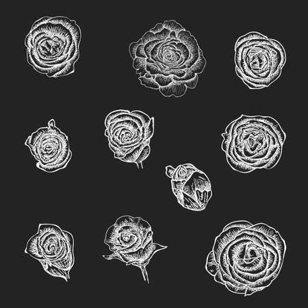 Flowers set. Hand drawn rose vector, etch styleのイラスト素材