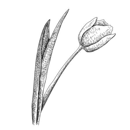 Tulip Hand drawn botanical art isolated on white background. Floral illustration. Flowers drawing vector illustration and line art.の写真素材