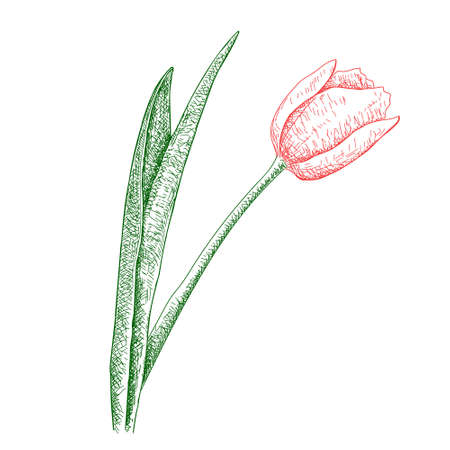 Tulip Hand drawn botanical art isolated on white background. Floral illustration. Flowers drawing vector illustration and line art.のイラスト素材