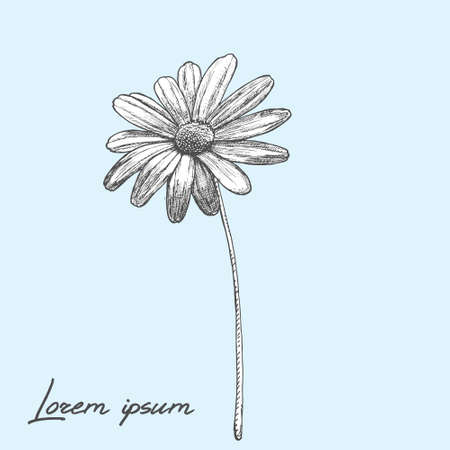 Ink chamomile herbal illustration. Hand drawn botanical sketch style. Good for using in packaging - tea, condinent, oil etc - and other applicationsのイラスト素材