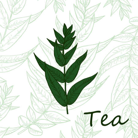 Organic green white black tea shop cup leaf, bean vectorのイラスト素材