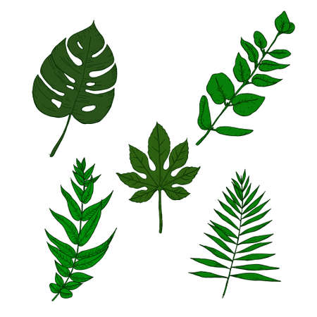 Collection of highly detailed hand drawn leaves isolated on backgroundのイラスト素材