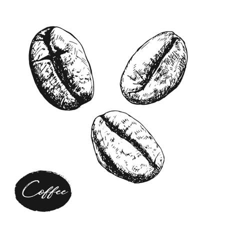 Painted coffee beans, sketch, vector drawing, perfect ingredient choice grainのイラスト素材