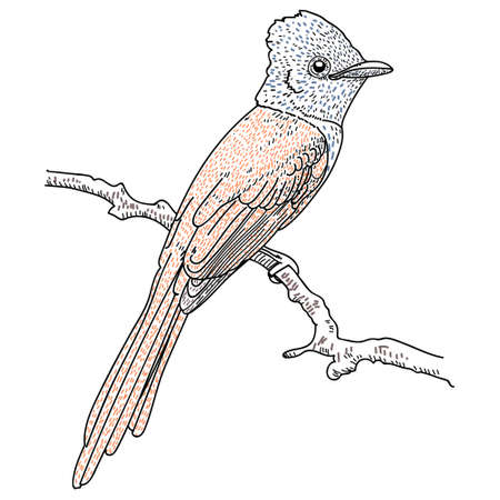 Hand Drawn Bird on Branch. vector illusration on white backgroundのイラスト素材