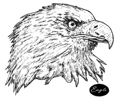 Eagle - hand drawn vector illustration isolated blackのイラスト素材