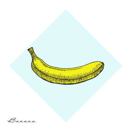 Fruit Menu  Banana  hand-drawn object Vector illustration.のイラスト素材