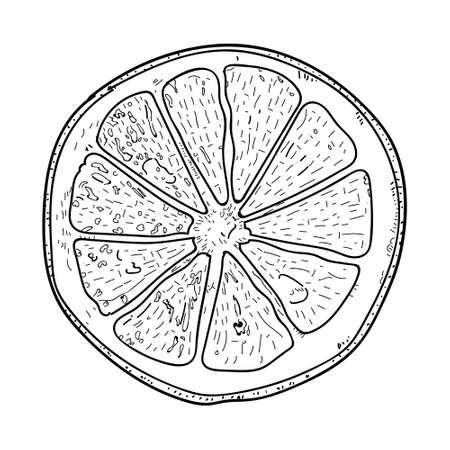Lemon Slice with Seeds Isolated on a White Backgroundのイラスト素材
