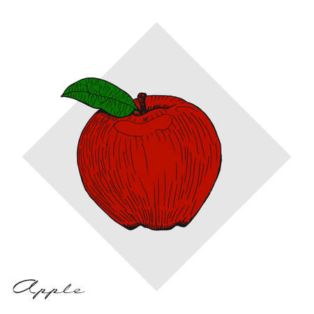 Hand drawn apples. Hand drawn vector illustrationのイラスト素材
