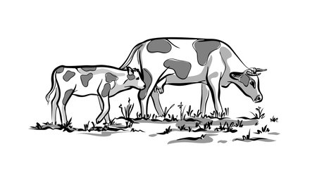 A cow with its calf eating grass. The illustration is black and white. Sketch by hand. Vector on an isolated background.のイラスト素材