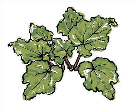 The buThe bush of the useful plant Rhubarb. Illustration sketch on an isolated background, vector.sh of the useful plant Rhubarb. Illustration sketch.のイラスト素材
