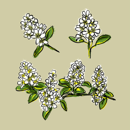 A flowering branch. Amelanchier or Saskatoon berry or Irga. Hand-drawn botanical vector.のイラスト素材