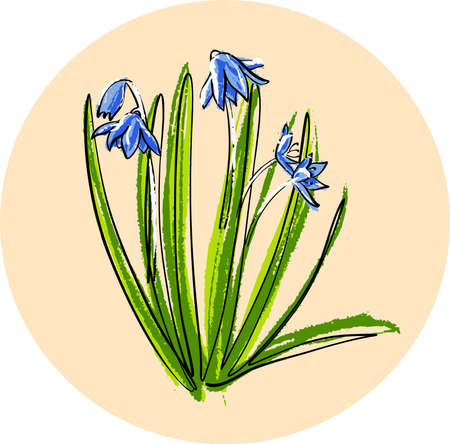 Spring flower Scilla or blue copse.のイラスト素材