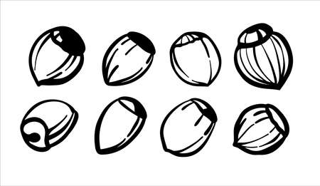 Set of illustrations black and white sketches. Hazelnuts, hazelnuts. Logo or logo for printing on the plotter.のイラスト素材