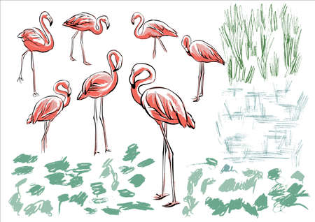 Set collection of flamingos with greenery plants water. Sketch-style illustration, careless hand drawing. Vector.のイラスト素材