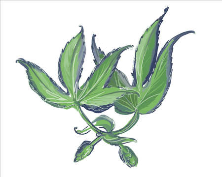 Beautiful young shoots of the hop plant. Sprout top view. Illustration on a white background.のイラスト素材