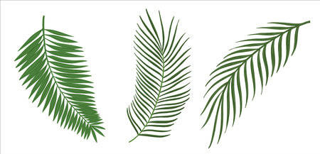 A set of palm leaves. Illustration on an isolated background.のイラスト素材