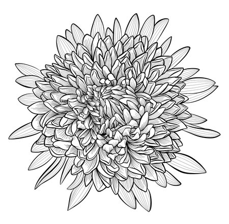 Aster or chrysanthemum sketch. A lush flower. Element. The drawing is realistic in black and white style.のイラスト素材