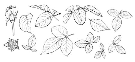 Set. Rose flowers and leaves. Illustration sketch in black and white style.のイラスト素材